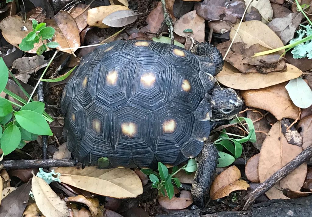 Texas Gopher Tortoise Project – Reptile Conservation International