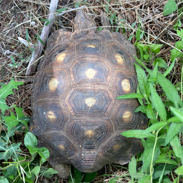 Meet the Tortoises – Reptile Conservation International